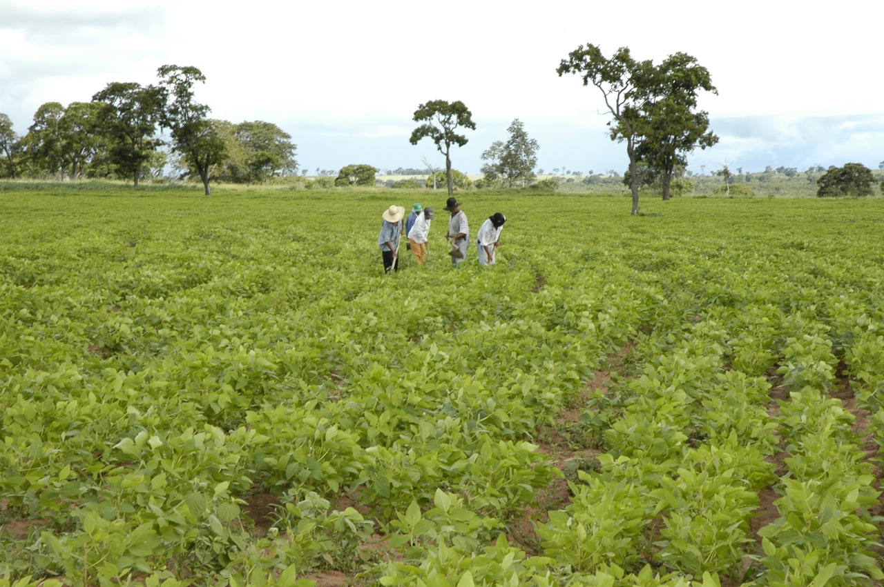 garden pure organic field