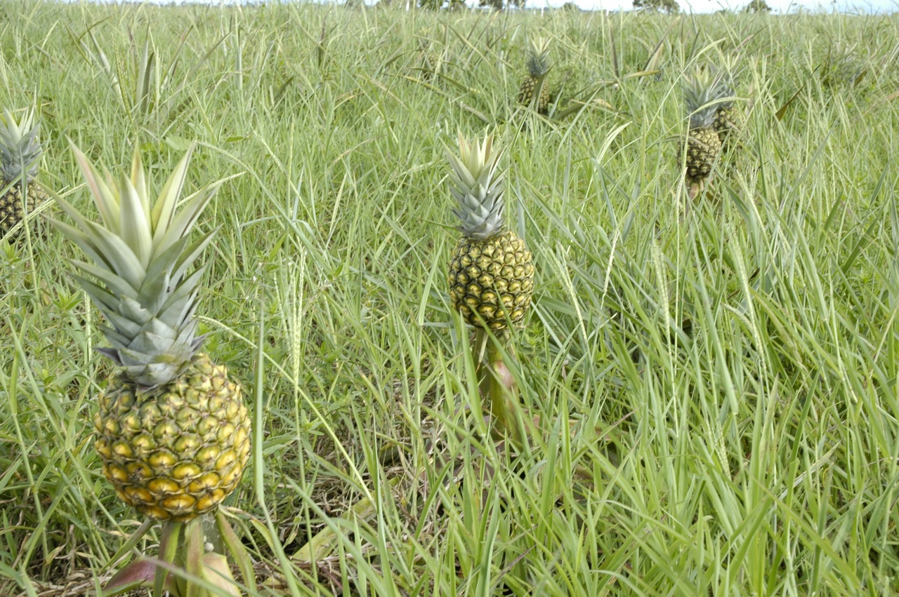 garden pure organic pineapple