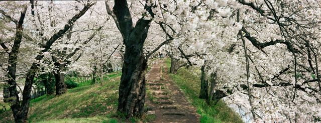 japanese_spring